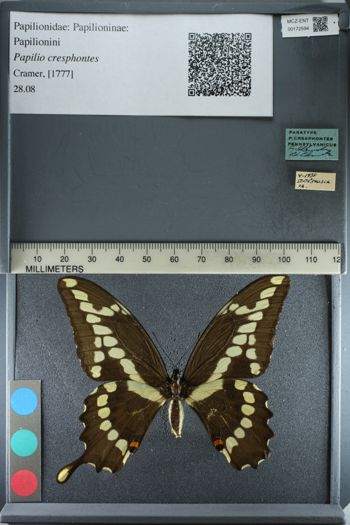 Media type: image;   Entomology 172594